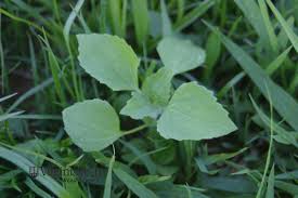 Attēlu rezultāti vaicājumam “Galinsoga quadriradiata leaf”