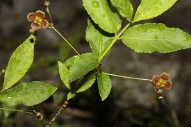 Attēlu rezultāti vaicājumam “Euonymus verrucosus fruit”
