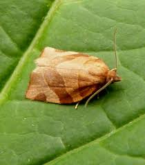 Attēlu rezultāti vaicājumam “Pandemis cerasana”