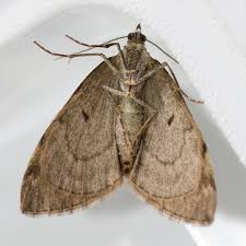 Attēlu rezultāti vaicājumam “Thera variata”