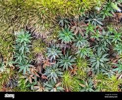 Attēlu rezultāti vaicājumam “Pogonatum dentatum macro”