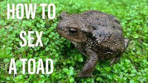 Attēlu rezultāti vaicājumam “Bufo bufo”