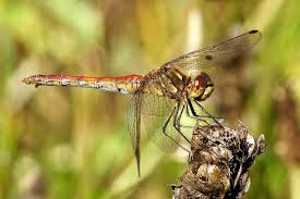 Attēlu rezultāti vaicājumam “Sympetrum vulgatum”