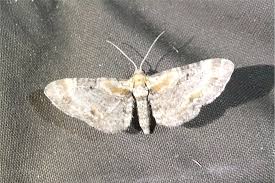 Attēlu rezultāti vaicājumam “Eupithecia linariata”