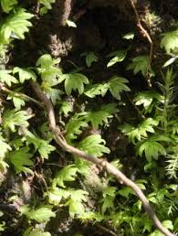 Attēlu rezultāti vaicājumam “Fissidens taxifolius”