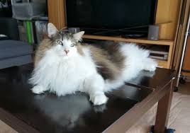 猫次郎o에 대한 이미지 검색결과