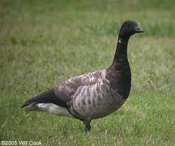 Attēlu rezultāti vaicājumam “Branta bernicla adult”