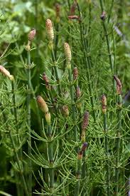 Attēlu rezultāti vaicājumam “Equisetum”