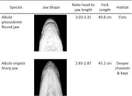 Image result for Albula glossodonta