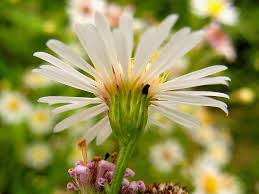 Attēlu rezultāti vaicājumam “Symphyotrichum x salignum”