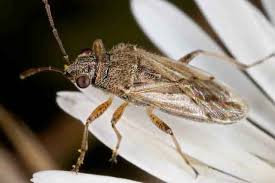 Attēlu rezultāti vaicājumam “Lygaeidae”