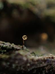 Attēlu rezultāti vaicājumam “Cribraria cancellata stalked”