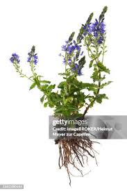 Attēlu rezultāti vaicājumam “Veronica austriaca subsp. teucrium bud”