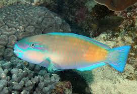 Image result for Chlorurus sordidus