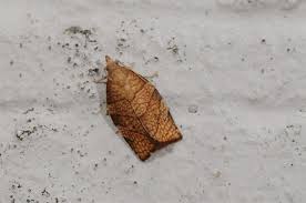 Attēlu rezultāti vaicājumam “Pandemis cinnamomeana”