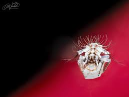 Attēlu rezultāti vaicājumam “Macrosteles sp. imago”