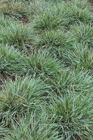 Attēlu rezultāti vaicājumam “Sesleria caerulea leaf”