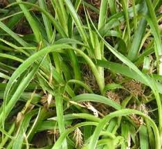 Attēlu rezultāti vaicājumam “Luzula pilosa leaf”