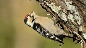 Attēlu rezultāti vaicājumam “Dendrocopos minor”