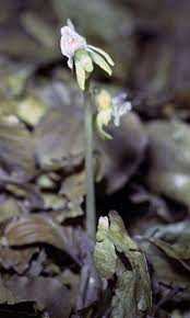 Attēlu rezultāti vaicājumam “Epipogium aphyllum flower”