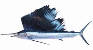 Image result for Istiophorus platypterus