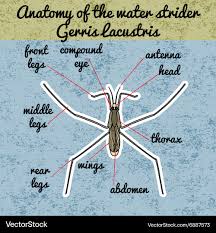 Attēlu rezultāti vaicājumam “Gerridae”