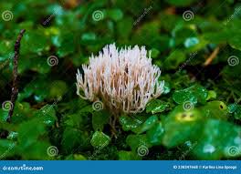 Attēlu rezultāti vaicājumam “Lentaria”