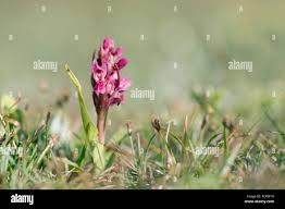 Attēlu rezultāti vaicājumam “Dactylorhiza ochroleuca bud”