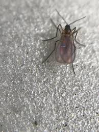 Attēlu rezultāti vaicājumam “Cecidomyiidae”