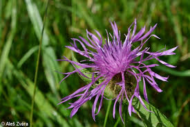 Image result for Centaurea pseudophrygia
