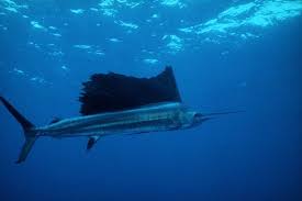 Image result for Istiophorus platypterus