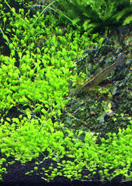 Attēlu rezultāti vaicājumam “Elatine hydropiper leaf”