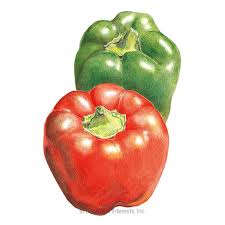 Afbeeldingsresultaat voor california wonder 300 sweet pepper