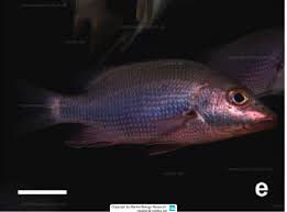 Image result for Lutjanus alexandrei