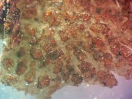 Attēlu rezultāti vaicājumam “Lycogala fuscoolearium”