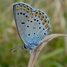 Attēlu rezultāti vaicājumam “Plebejus argus / Plebejus idas”