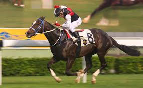 Image result for The Horse Racing Club