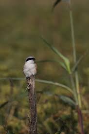 Attēlu rezultāti vaicājumam “Laniidae”
