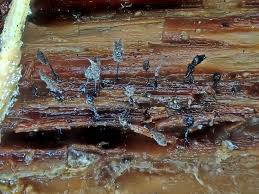 Attēlu rezultāti vaicājumam “Comatricha fragilis”