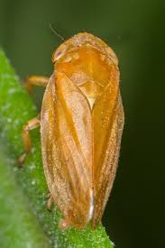 Attēlu rezultāti vaicājumam “Philaenus spumarius”