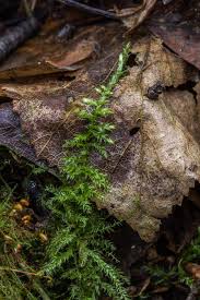 Attēlu rezultāti vaicājumam “Brachythecium rivulare”