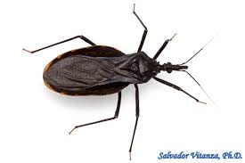 Attēlu rezultāti vaicājumam “Tritomegas bicolor imago”