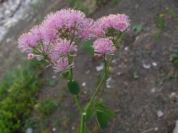 Attēlu rezultāti vaicājumam “Thalictrum aquilegifolium leaf”