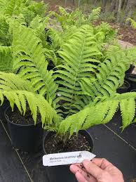 Attēlu rezultāti vaicājumam “Matteuccia struthiopteris”