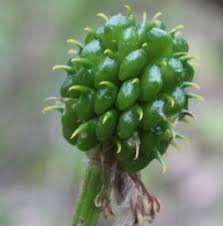 Attēlu rezultāti vaicājumam “Ranunculus sceleratus fruit”