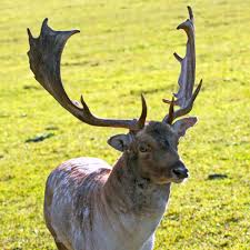 Attēlu rezultāti vaicājumam “Dama dama”