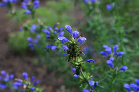 Attēlu rezultāti vaicājumam “Dracocephalum ruyschiana leaf”
