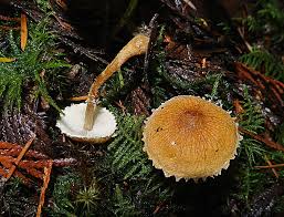 Attēlu rezultāti vaicājumam “Cystoderma amianthinum”