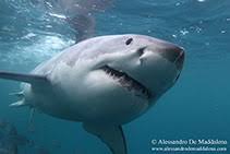 Image result for Carcharodon carcharias