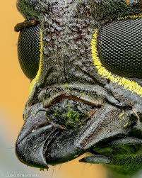 Attēlu rezultāti vaicājumam “Melanotus sp.”